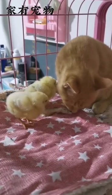猫咪担心小鸡吃它的鱼 