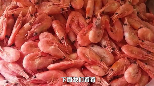 为什么北极虾都是熟的 现代化捕虾船给你锁鲜 