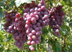 农技 吃了葡萄,记得呵护葡萄树