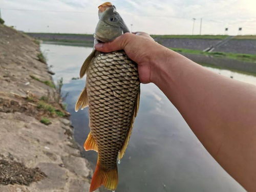 水中鱼虾的意思解释词语（鱼鳜的读音？）