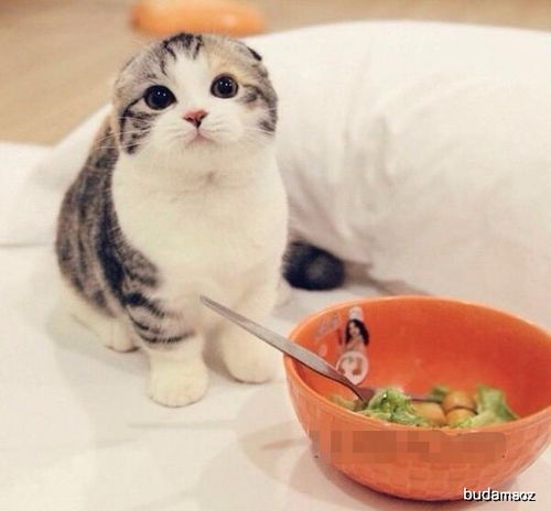 猫咪为什么会挑食 为什么猫咪对它身体有益的食物毫无兴趣