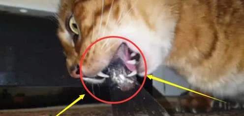 为什么猫从不会被鱼刺 卡住 镜头放慢50倍,答案一目了然