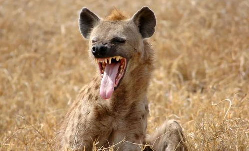鬣狗为什么长得像狼 它又为什么不是犬科动物