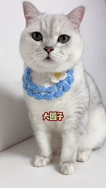 怎样让猫咪乖乖剪指甲呢 