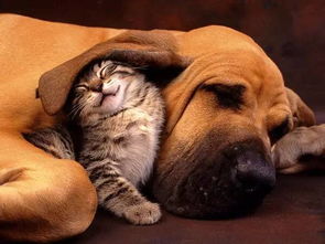 狗和猫也可以成为好朋友 