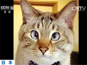 日本一只对眼猫成网红 拥有超14万粉丝 