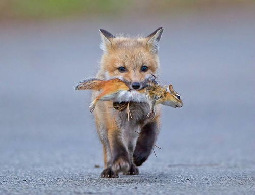 狐狸遭猞猁攻击,公狐被咬死母狐获救,母狐生崽后常带野兔来家里
