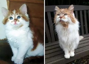 这只猫咪活到了30岁,相当于人类将近140岁,这是要成精啊 
