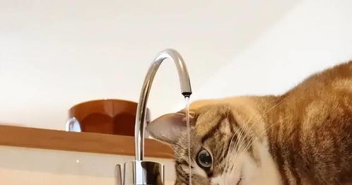 猫咪喝什么水好 自来水 矿泉水还是纯净水