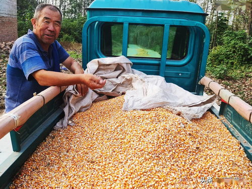8旬农村老人收获10亩玉米,4个女儿无人前去帮忙,无奈间伤心落泪