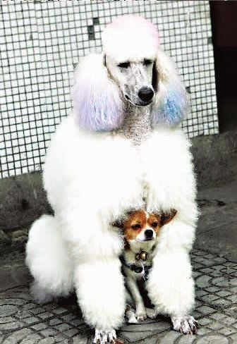 贵妃犬头发粉红耳朵蓝 爱犬上演 我和你