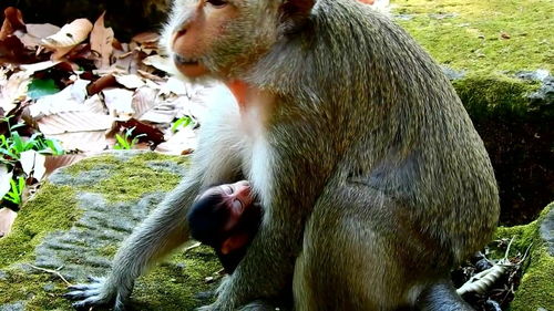 两只猴子带一只猴宝宝,小宝宝命真好 