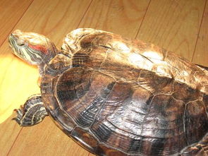 密西西比 红耳龟 是 什么 龟 发张图片 是陆龟还 