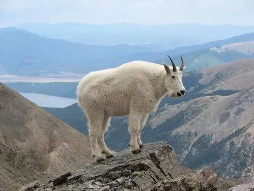 笑人类为什么需要穿登山装的超级山羊 