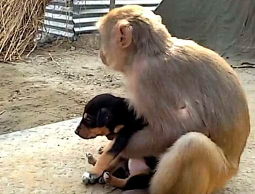 失子的猴子捡到一只流浪狗,当亲生孩子细心照顾,画面温馨感人