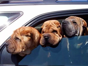 特意在车里设置了狗狗安全模式 车内安全是时候重视起来了