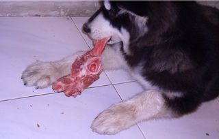 狗狗可以吃生肉吗,狗狗吃生肉有什么好处和坏处