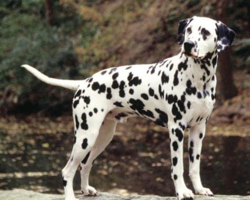 大麦町犬,俗称斑点狗,原产地南斯拉夫