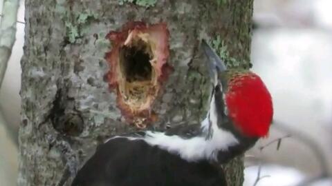 啄木鸟吃掉大树上的小虫子