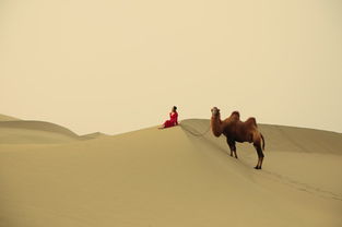 关于沙漠骆驼的诗句