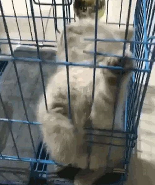 小奶猫站在猫笼里,主人发觉不对劲,走近一看笑喷 这也能睡着