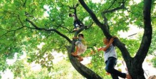 摘树上果子又不是你家的 北京一小区女子爬树摘果,遭业主规劝