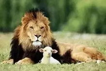 只吃素食的狮子,见证爱与和平 感动了全世界