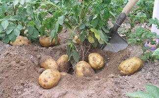 亩产5000公斤的土豆 一亩地土豆产量2万斤