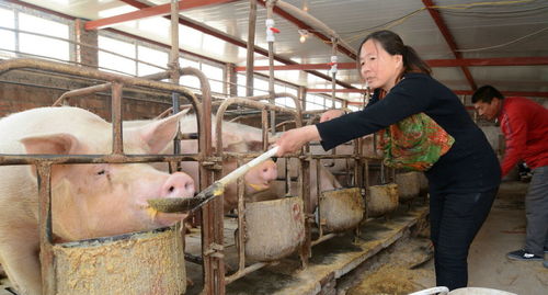 母猪疫苗 两不免 ,没注意的猪场要注意了,恐是引起流产的原因
