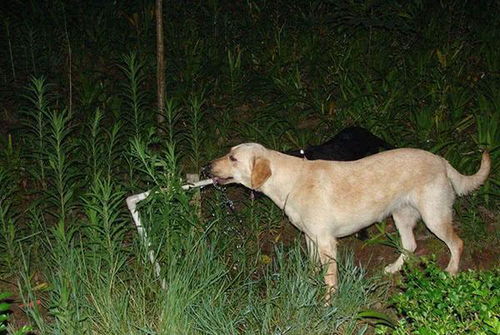 狗长期不爱喝水可能会得尿结石 狗狗不爱喝水的原因有哪些
