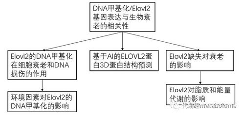 研究发现 年龄依赖性DNA甲基化导致脂质代谢功能障碍加速衰老