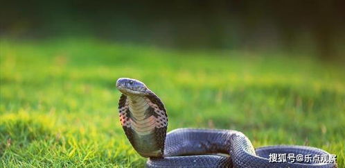 蛇为什么要冬眠 冬眠的蛇为何毫无自保能力,连老鼠都敢欺负它