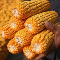 玉米价格多少钱一斤 2019年春节前后玉米行情分析都在这
