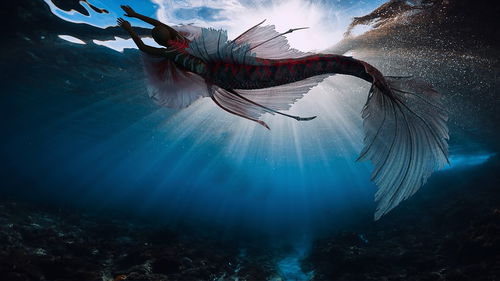 3000年前的美人鱼,4000米深海的蛤蟆人,录像曝光深海中的美人