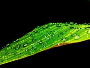 雨暑交融，夏日诗意盎然，暑雨什么意思