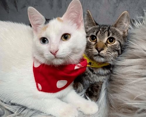 两只胆小的流浪猫,却因遇到了彼此,从而变得坚强且勇敢