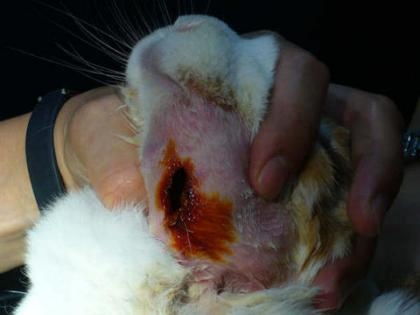 兔子下巴脓包的治疗过程