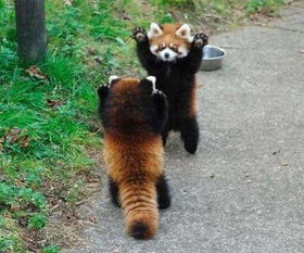 具备可爱气息的小浣熊和小熊猫,该怎么区分呢 看完让你一眼认出 