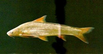 铜鱼的高效养殖技术,把铜放进鱼缸金鱼会死吗