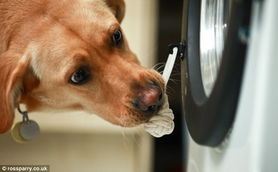 犬用声控洗衣机 聪明狗狗可帮主人洗衣 