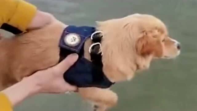 狗刨式游泳现场教学,狗狗天生就会游泳,这个动作根本就不需要学 