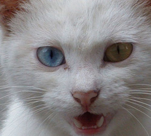猫眼睛用药咨询 主治功效 怎么用 怎么吃 多少钱 39药品通 