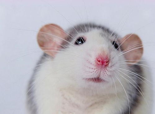 关于花枝鼠的饲养方法,你们都了解吗 你们喜欢这种小宠吗