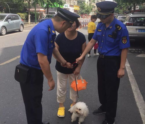 本周四起,杭州将严查不拴绳 无证养犬等行为 最高罚1万