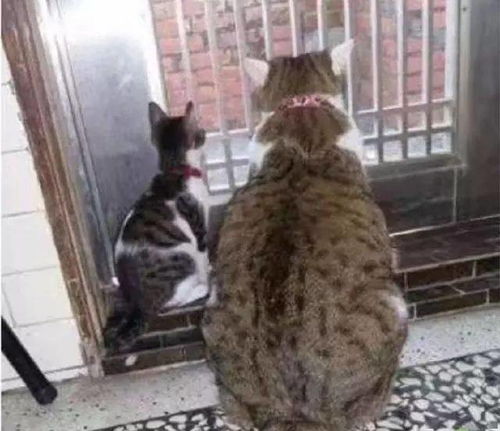 猫咪太胖,网友用这种方法帮助猫咪减重,猫咪变化非常明显