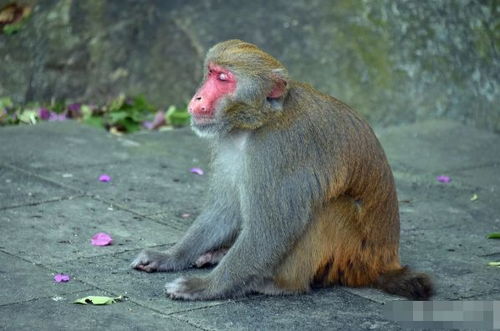 12月中旬,生肖猴家里有人员调动,未来1个月 鸡犬不宁