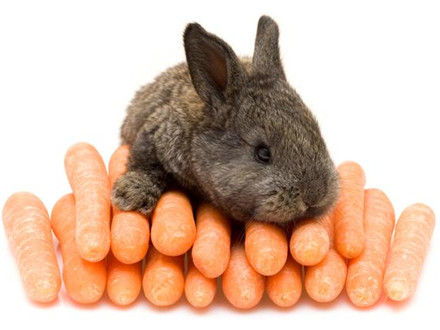 错了很多年 其实兔子不爱吃胡萝卜 双语 