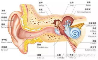 感觉器官解剖图谱 