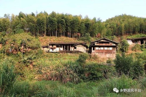 樟树传说 宗祠故事 三明这个小山村,做梦都想去