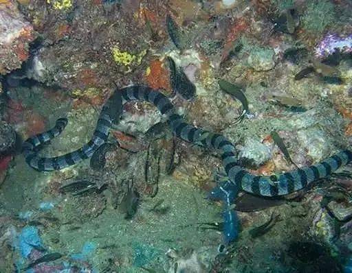 地球上最致命的13种骚艳毒蛇,个个美丽而致命